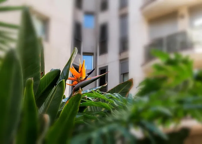 Apartman New Estrelitzia Luxury Apartamen *